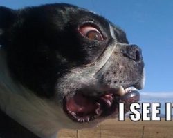 10 Best Boston Terrier Memes of All Time