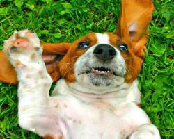 (VIDEO) These 10 Hilarious Basset Hound Videos Will Make Your Day!