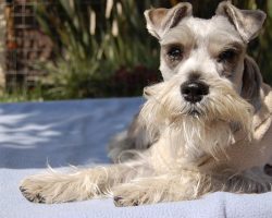 10 Interesting Facts About Miniature Schnauzer