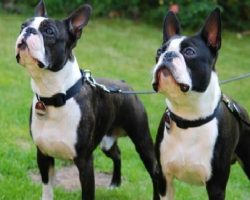 10 Realities New Boston Terrier Owners Must Accept