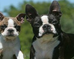 10 Realities New Boston Terrier Owners Must Learn To Accept