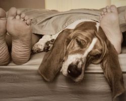 12 Realities New Basset Hound Owners Must Accept