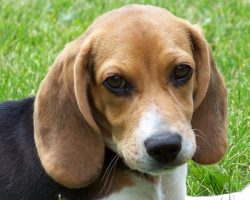 12 Realities New Beagle Owners Must Accept