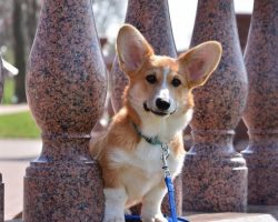 12 Realities New Corgi Owners Must Learn To Accept