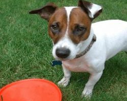12 Realities New Jack Russell Owners Must Learn To Accept