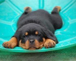 12 Realities New Rottweiler Owners Must Accept
