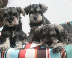 12 Realities New Schnauzer Owners Must Learn To Accept