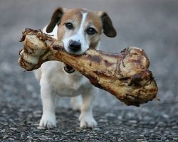 12 Reasons Why Jack Russells Are The Worst Breed EVER