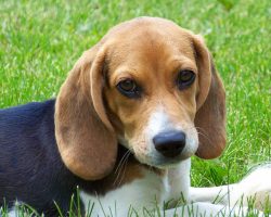 15 Signs That Indicate You’re A Crazy Beagle Person… And Are Damn Proud of It!