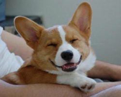 15 Signs That Indicate You’re A Crazy Corgi Person… And Are Damn Proud of It!