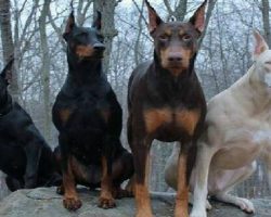 15 Signs That Indicate You’re A Crazy Doberman Person… and Damn Proud To Be!