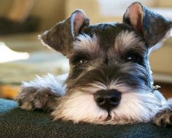 15 Signs That Indicate You’re A Crazy Schnauzer Person… And Are Damn Proud of It!