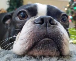 15 Signs That Indicate You’re A Crazy Boston Terrier Person… And Are Damn Proud of It!
