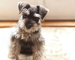18 Things Only Miniature Schnauzer Parents Would Understand