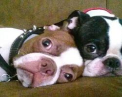 19 Reasons Why Boston Terriers Are The Worst Dogs To Live With