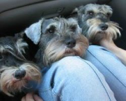 19 Reasons Why Schnauzers Are The Worst Dogs To Live With
