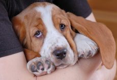 20 Things All Basset Hound Owners Must Never Forget. The Last One Brought Me To Tears…