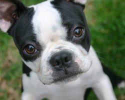 20 Things All Boston Terrier Owners Must Never Forget