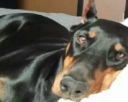 20 Things All Doberman Pinscher Owners Must Never Forget