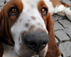 6 Problems Only Basset Hound Owners Will Understand