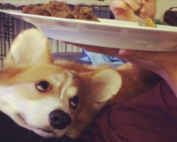 6 Problems Only Corgi Owners Will Understand