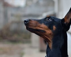 7 Problems Only Doberman Owners Will Understand
