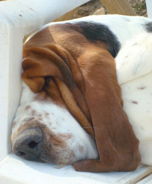 basset hound 18