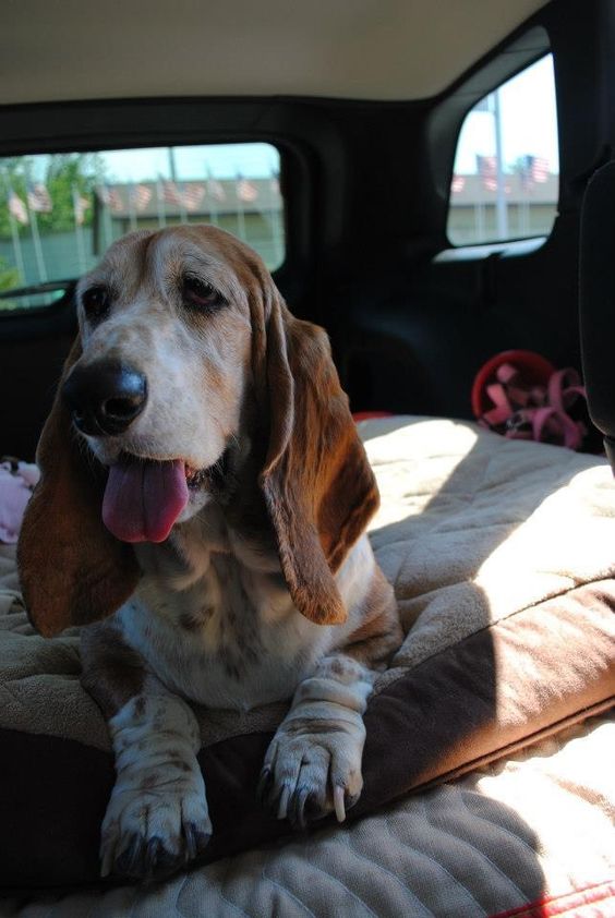 basset hound 19