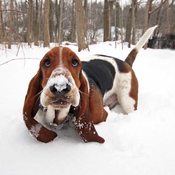 basset hound 5