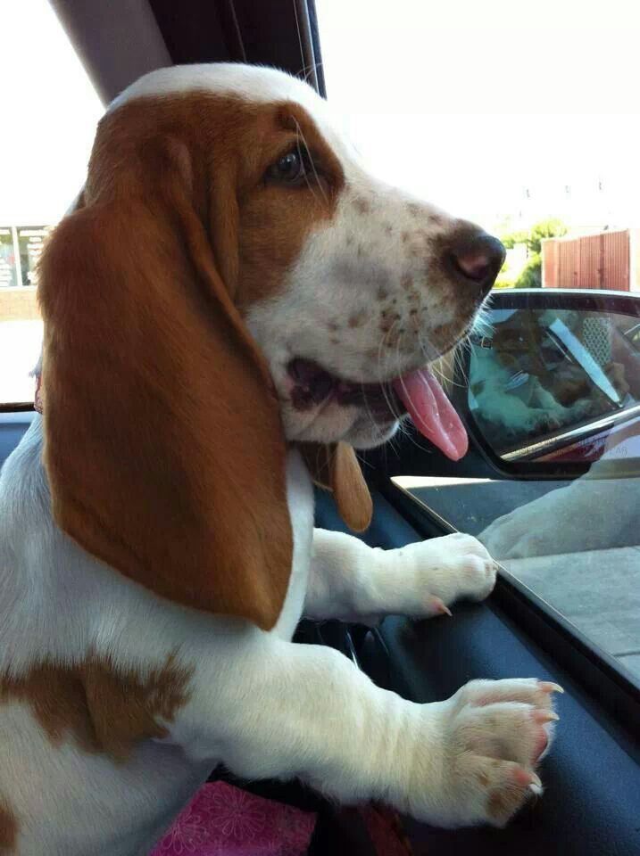 basset hound in car