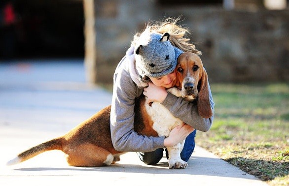 basset hound love