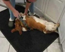 Basset Hound Loves Getting Groomed With Vacuum Cleaner