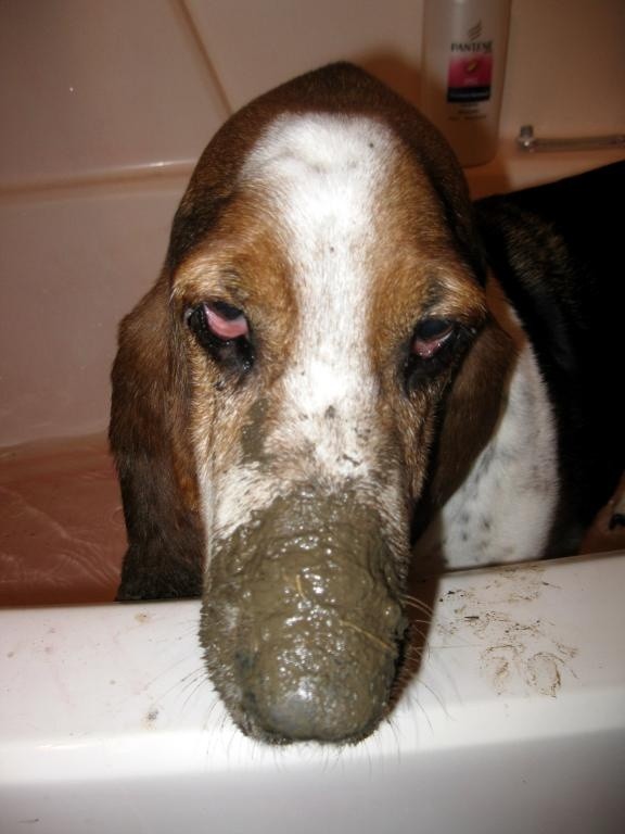 basset hound muddy