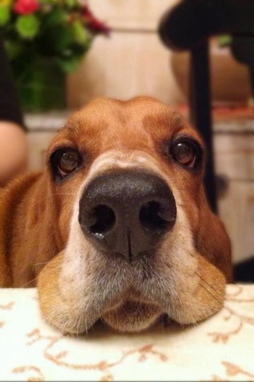 basset hound nose