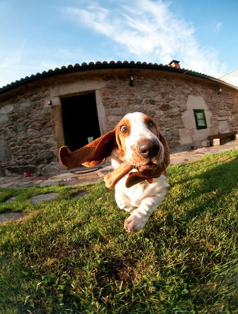 basset hound outside