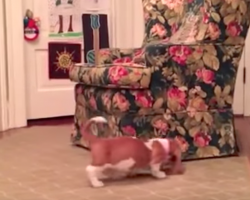 Basset Hound pup’s chasing his unlikely friend around the chair when it pops out like this