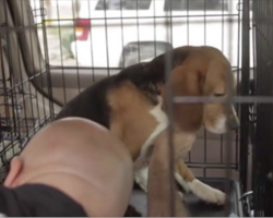 Locked up and tested their entire lives, these Beagles had never seen the light of day—until now