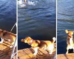 Beagle Thinks His Human is Drowning — Look What He Does!!!