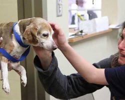 Beagle Reunited With Family After 6 Years Missing