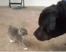 Two Rescued Kittens Meet A Big Rottweiler For The First Time. What Happens? The Best Thing Ever.