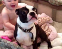 Dog Jumps Into The Baby’s Crib – Then Mom Realizes What’s Really Happening