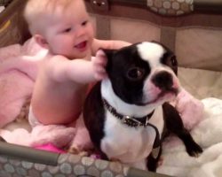 What This Boston Terrier Does With The Baby Is Something You HAVE To See