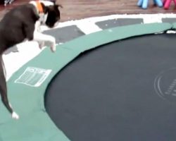 Boston Terrier Jumps Onto The Trampoline. His Reaction Has The Whole Family Bursting Out Laughing!