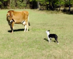 Boston Terrier comes face to face with a cow, hilarity ensues
