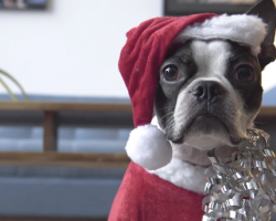 You may think this Santa dog is cute, but wait until the camera pans out