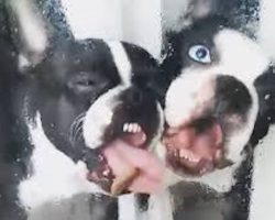 Funny Boston Terriers Try And Get A Taste Of Slug On The Window