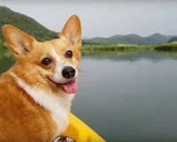 Pack Your Bags, You’re Going To Camp Corgi!
