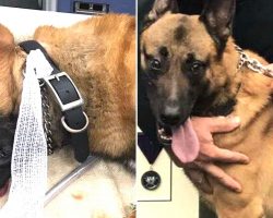 Hero Police Dog Saved His Partner’s Life By Taking A Bullet During A Shootout