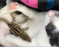 He rescues four baby squirrels in need of help, doesn’t expect his cat to fall in love with them