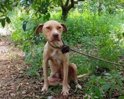 Chained Up Pit Bull Never Stopped Protecting Her Secret – Even Though She Was Tied To A Tree